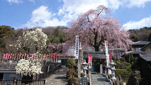 林陽寺のしだれ桜3.23