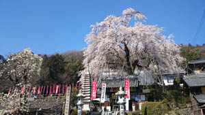 林陽寺のしだれ桜3.28