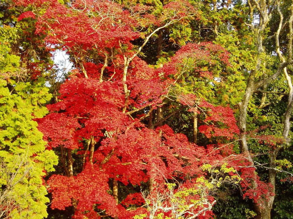 Kamigamo jinja 051126