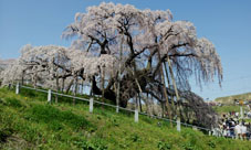 2012 4/28 Miharu Takizakura