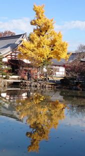 永保寺の大銀杏