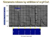 Glutamate release by acyl-CoA