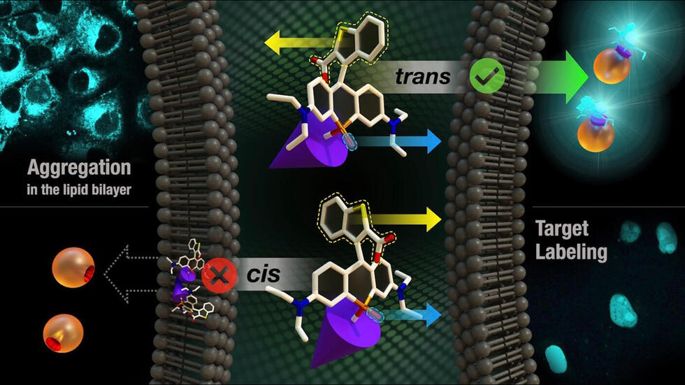 PORBT stereoselective
