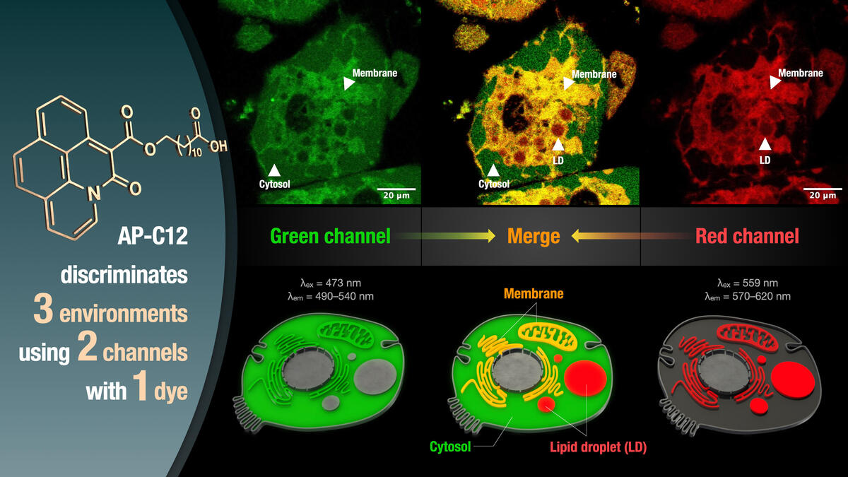 Fluorescent fatty acid