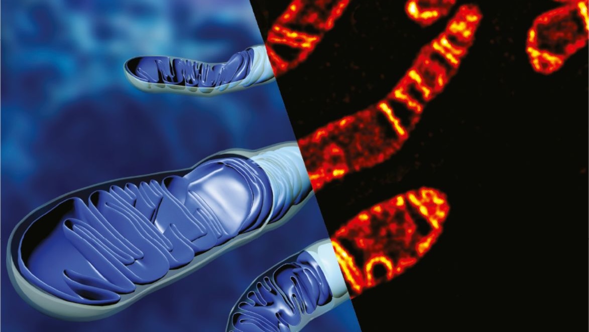 Mitochondria STED