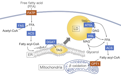 lipid metabolism