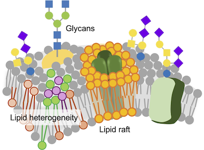 Membrane Dynamics