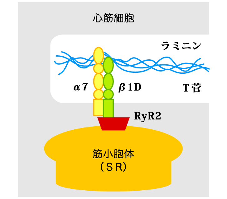 細胞膜上にあるインテグリン受容体の細胞膜ドメインが小胞体膜上に存在するRyR2に結合していることを表すイメージ図