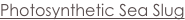 shapeimage_1_link_1