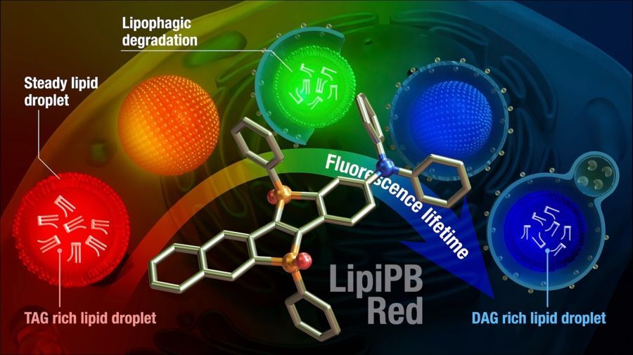 Lipid droplets