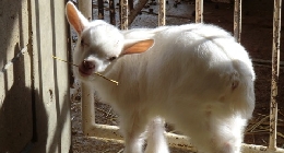 goat022.jpg