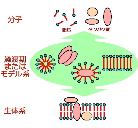 膜タンパク質