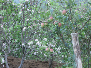 Indonesia Apple Production