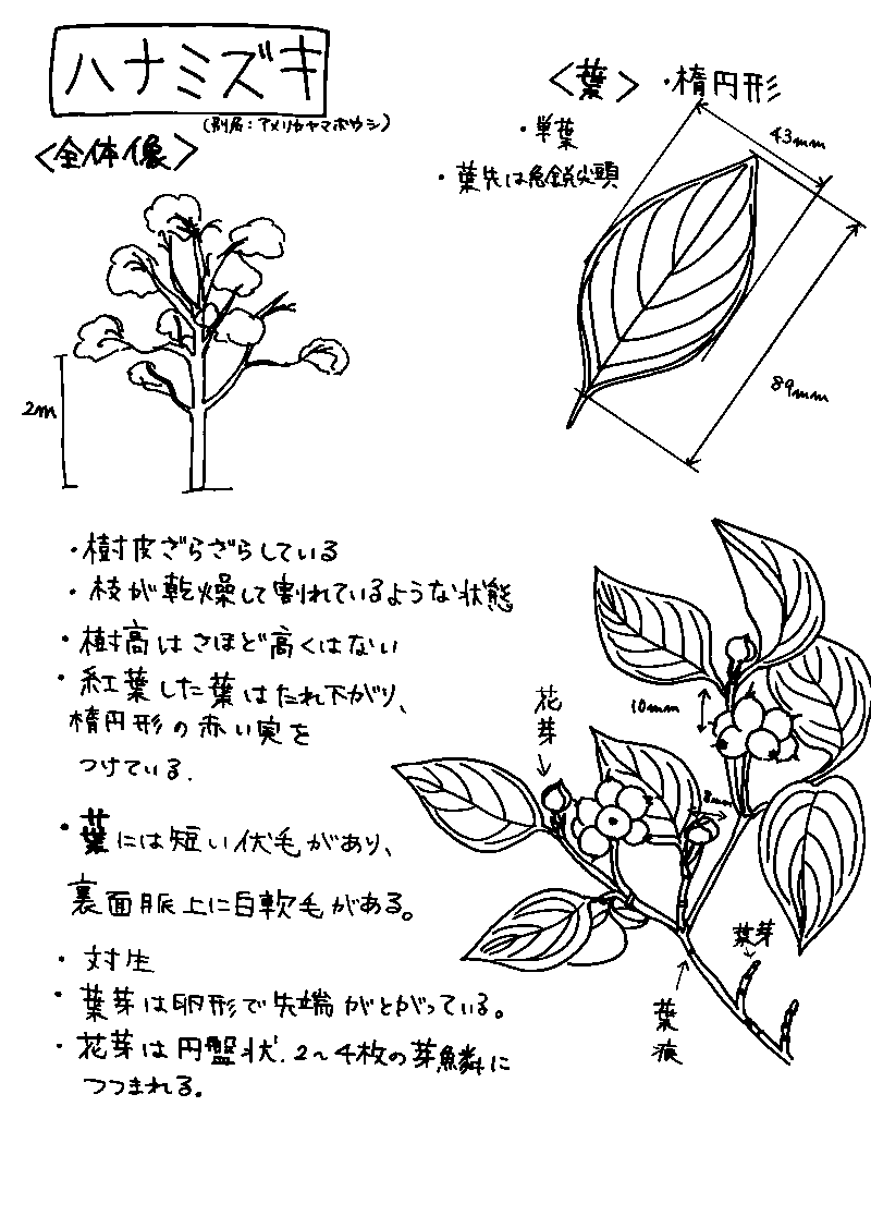 岐阜大学キャンパス樹木