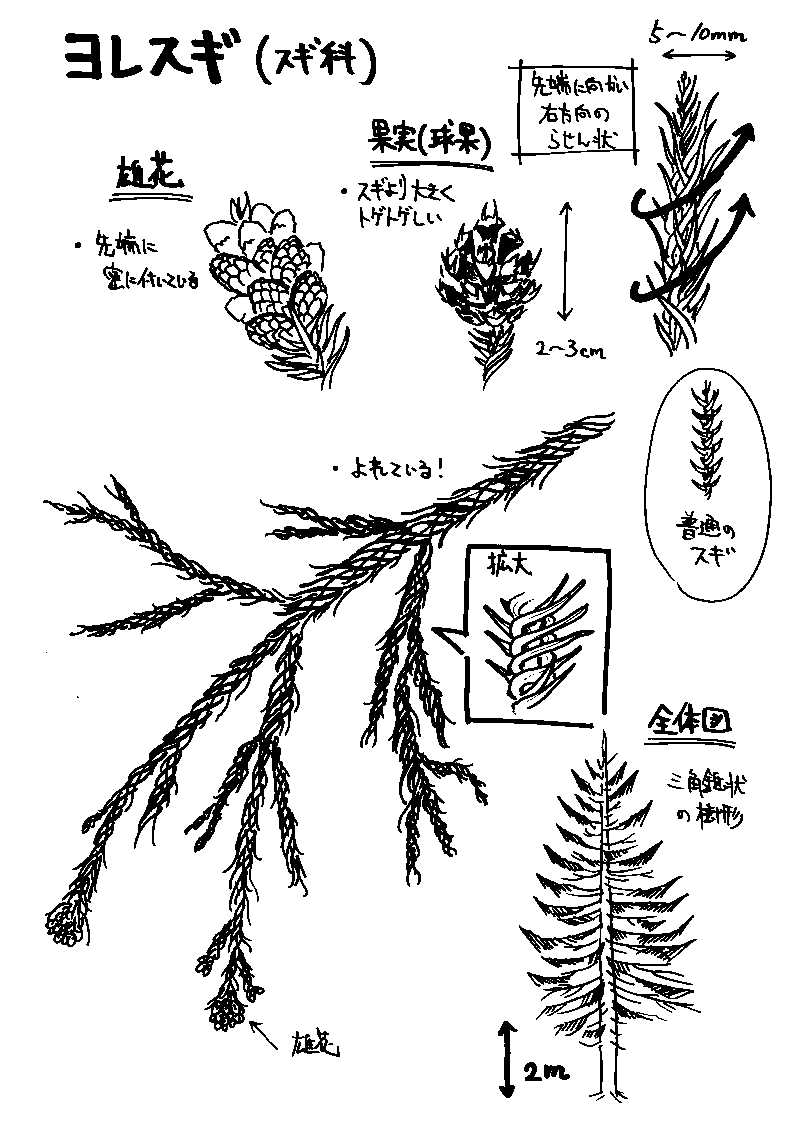 岐阜大学キャンパス樹木