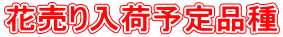 花売り入荷予定品種 