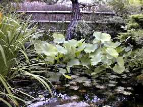 photo of pond