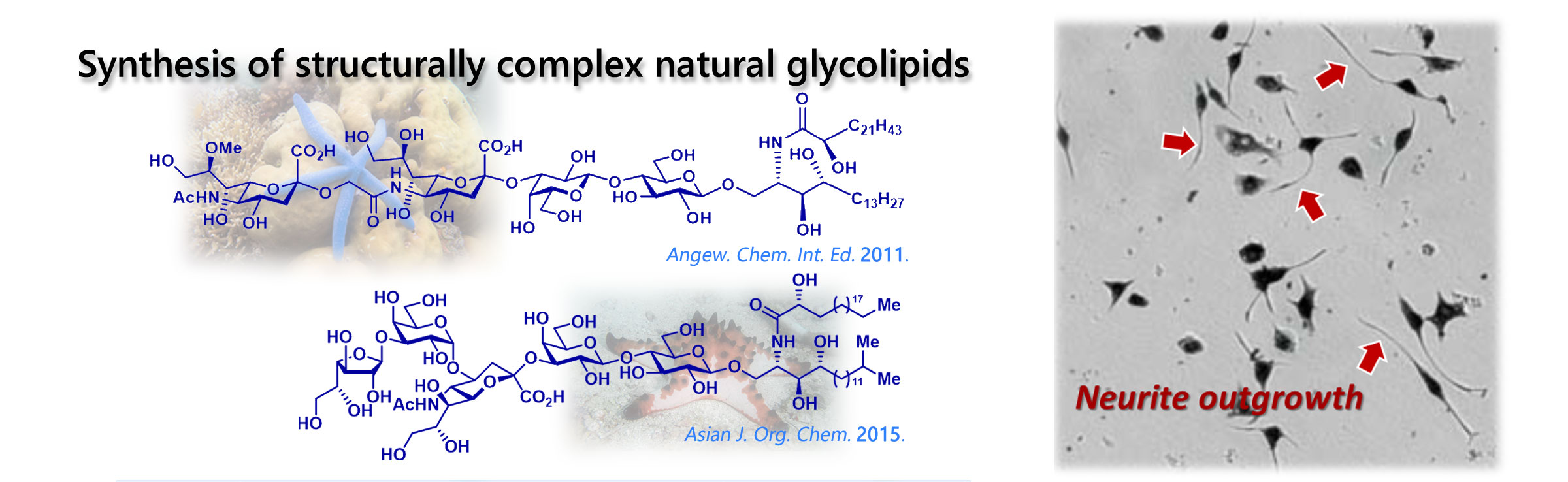 Synthesis of structurally complex natural glycolipids