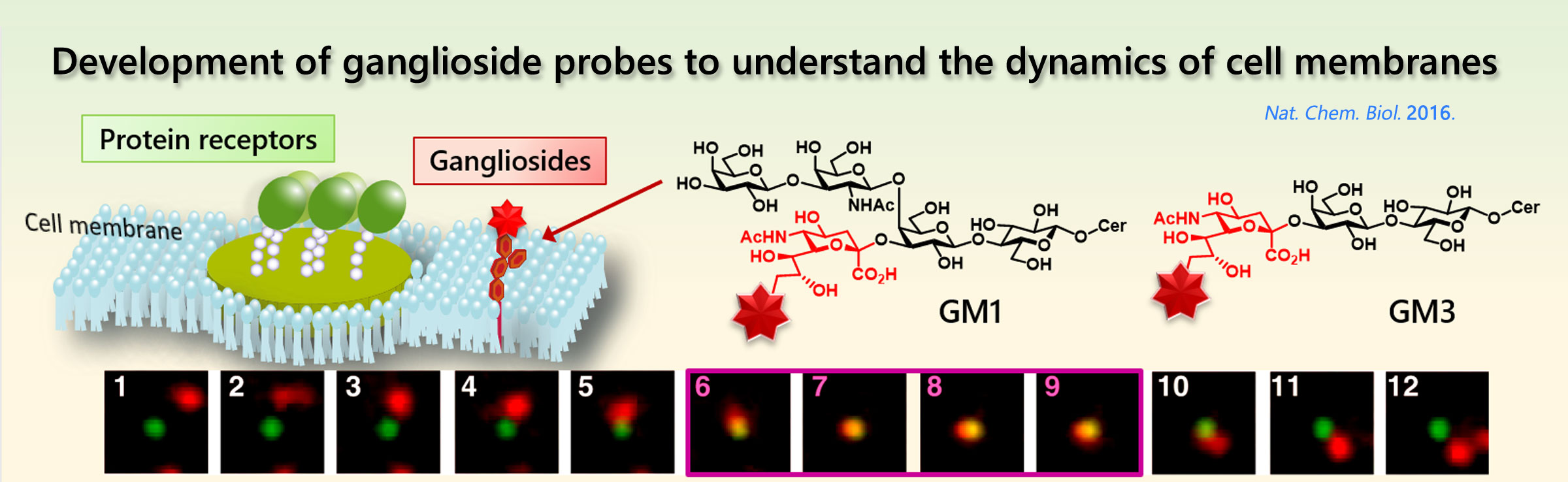 Development of ganglioside probes to understand the dynamics of cell membranes