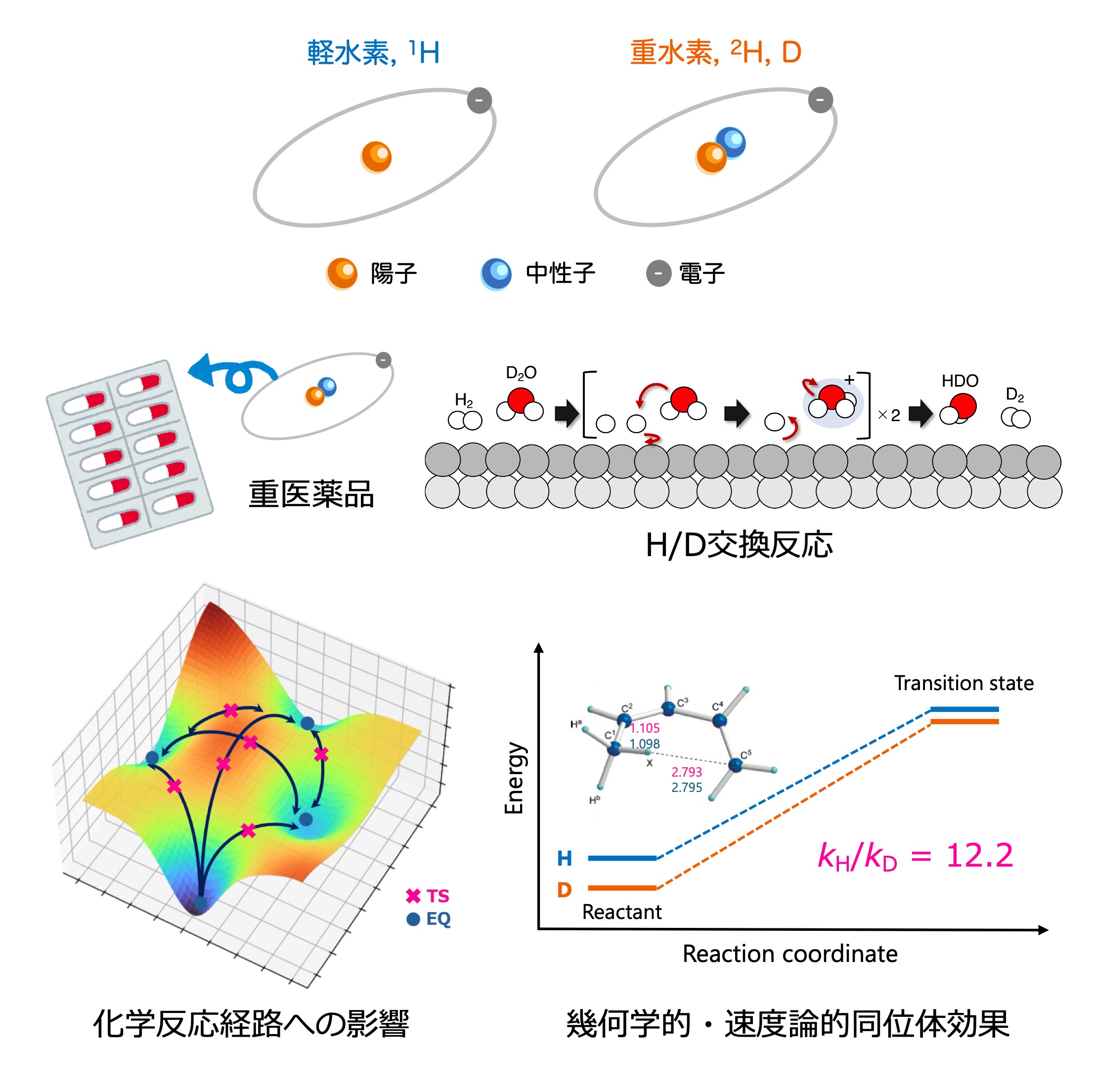 重水素がもたらす同位体効果の模式図