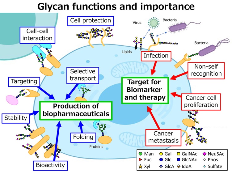 Glycan functiona and importance
