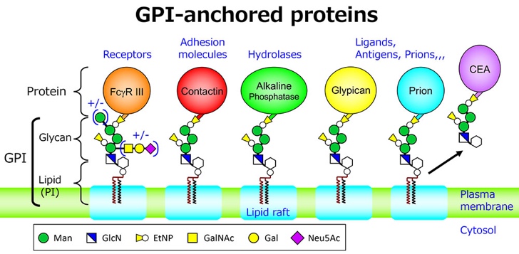 GPI-anchored proteins