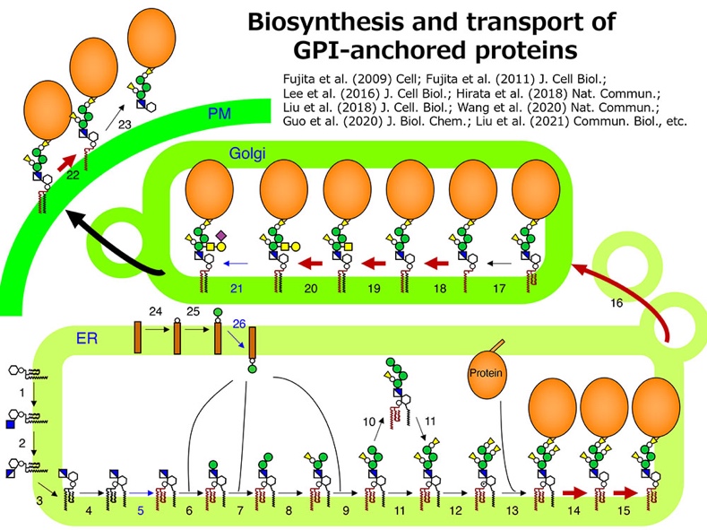 Biosysnthesis and transport of GPI-anchored proteins