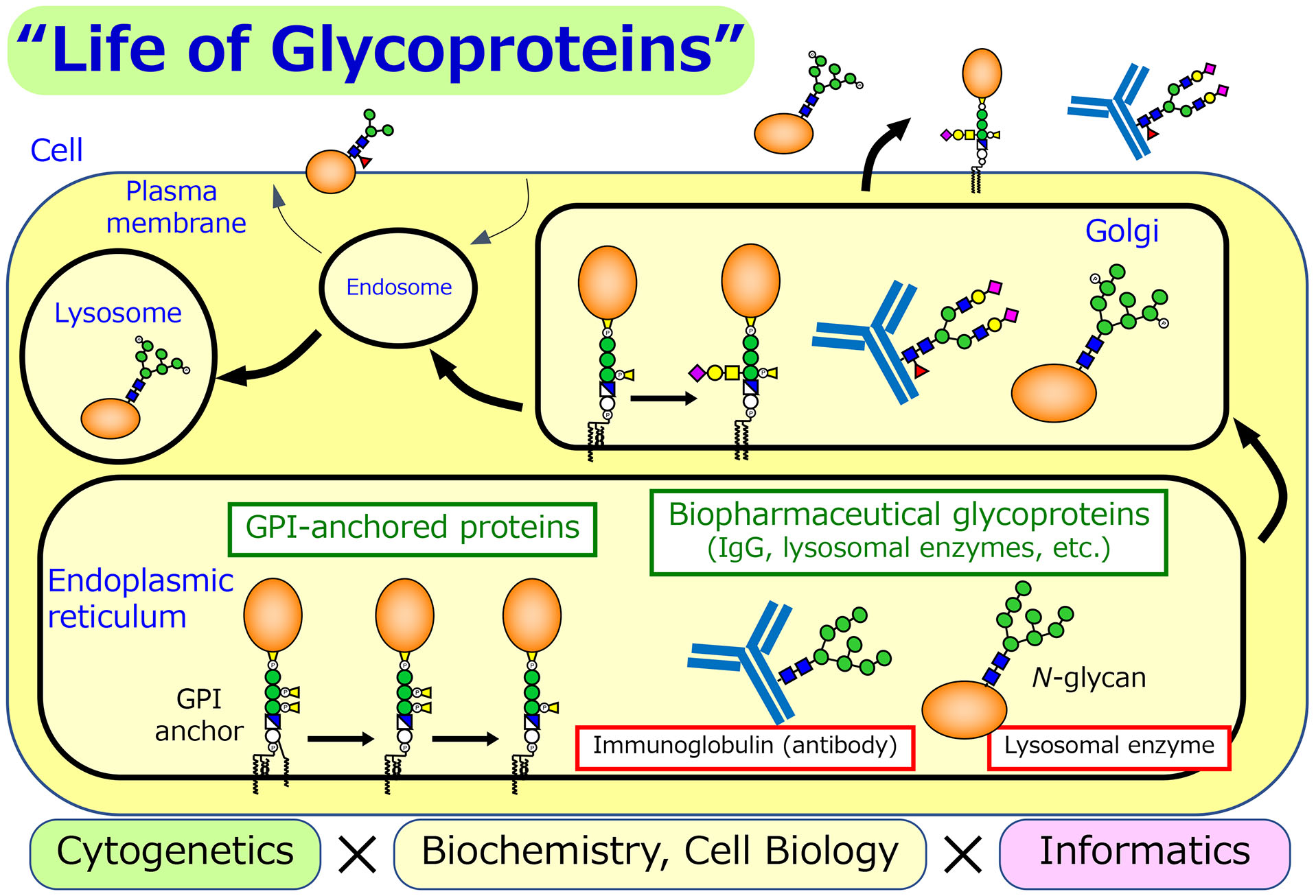 Life of Glycoproteins