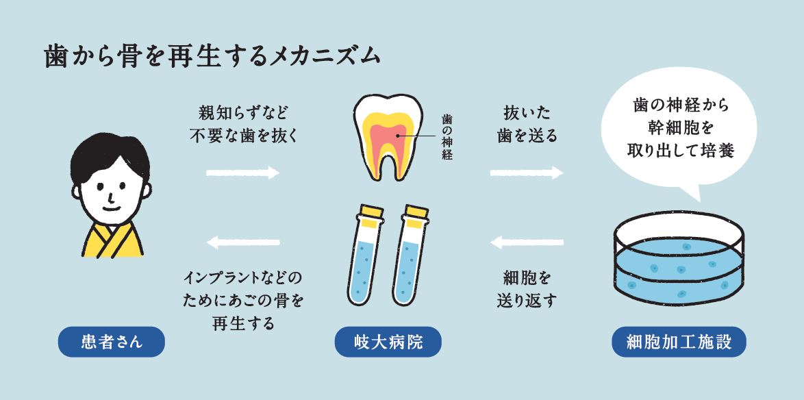 歯から骨を再生するメカニズム