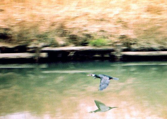 �����F�̃J���E�B�Ɏ��ǐ�ɂāB20030315