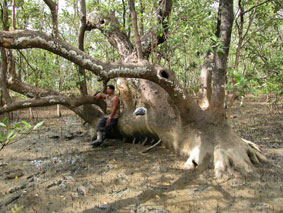 マングローブの一種の根