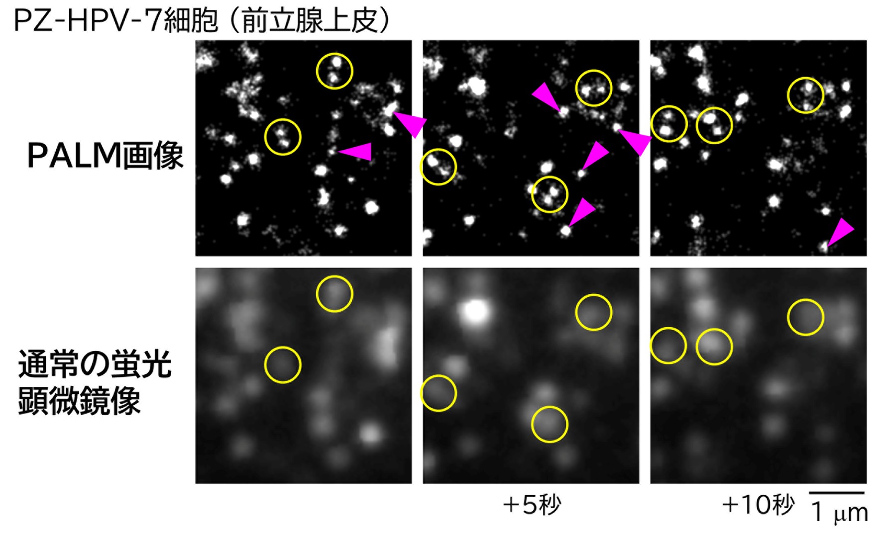 figure.1
