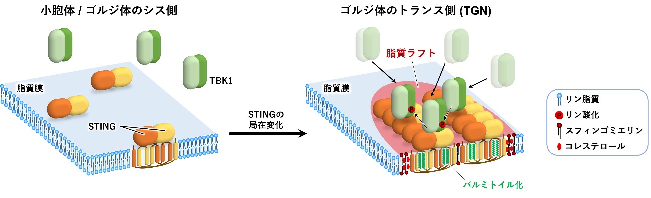 figure.4