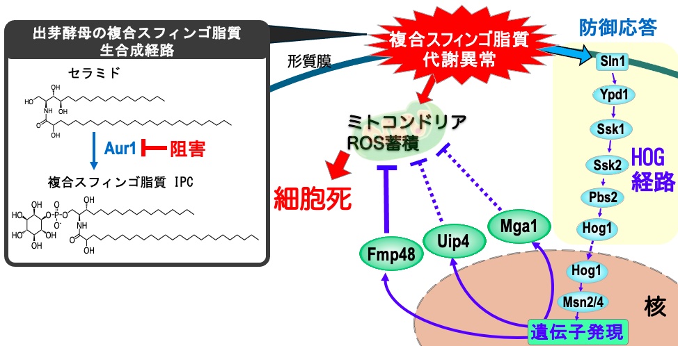 MBC
