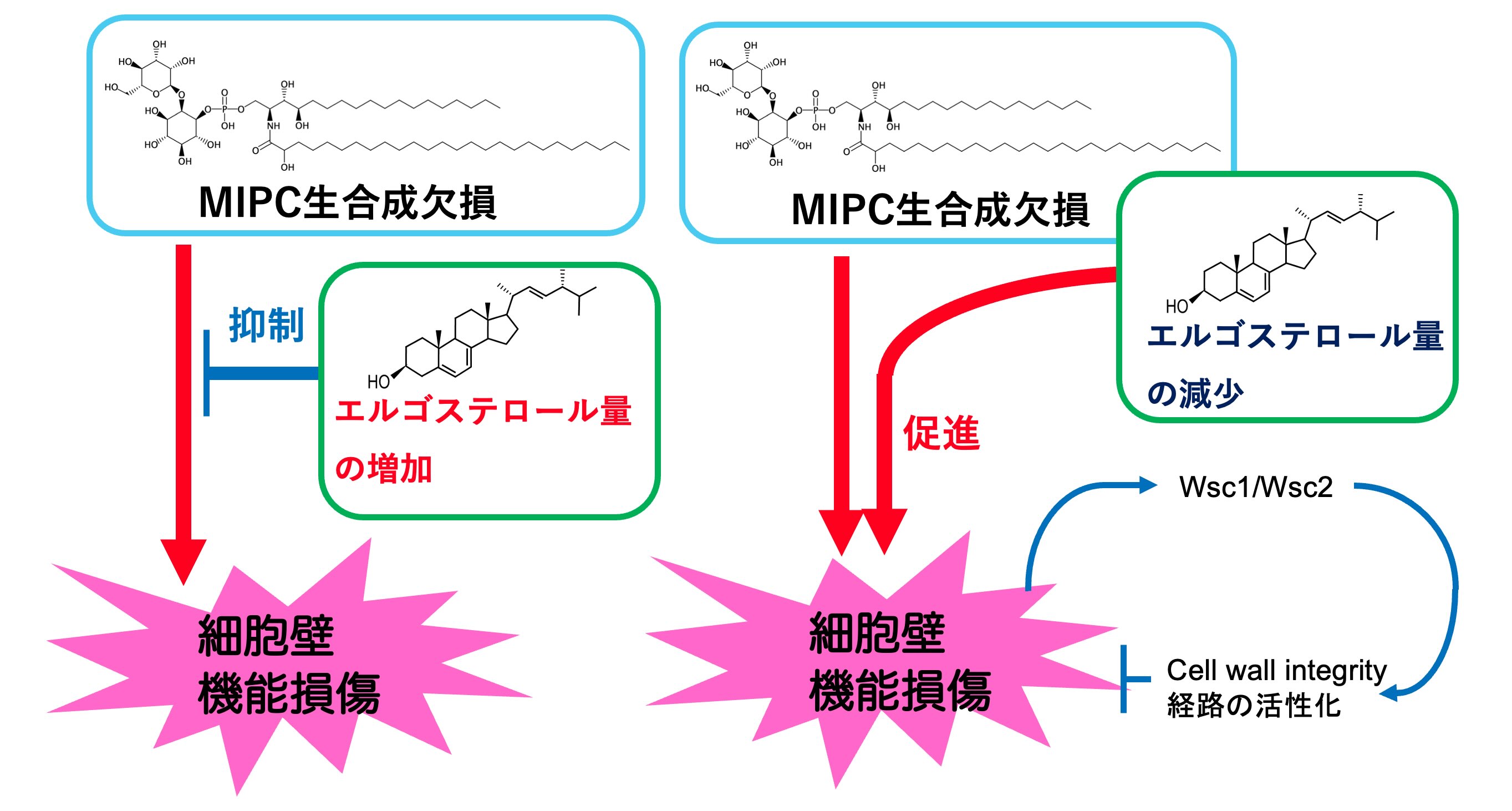 MIPCとエルゴステロールの協調的作用