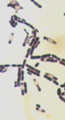 93-CHN-004の菌