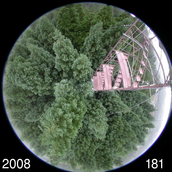 Canopy image (Summer)
