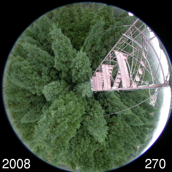 Canopy image (Autumn)