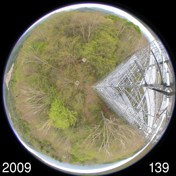 Canopy image (Spring)