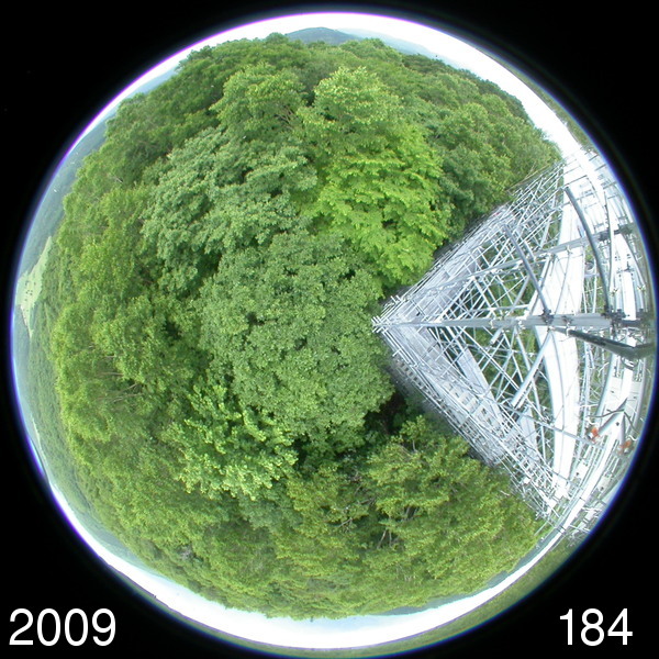 Canopy image (Summer)