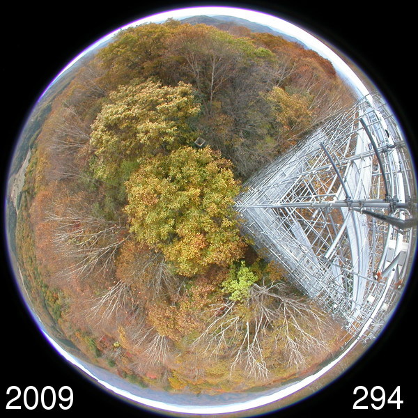 Canopy image (Autumn)